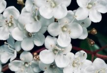 Viburnum Tinus Nedir? Bahçenize Renk Katacak Mucize Bitki