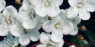 Viburnum Tinus Nedir? Bahçenize Renk Katacak Mucize Bitki