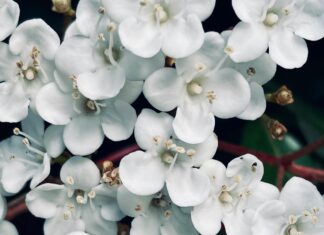 Viburnum Tinus Nedir? Bahçenize Renk Katacak Mucize Bitki