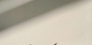 Rondela Nedir? Bilmeniz Gereken Tüm Güçlü Detaylar