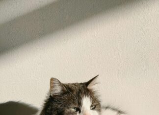 Rondela Nedir? Bilmeniz Gereken Tüm Güçlü Detaylar