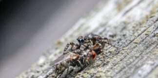 Lentigo Nedir? Ciltteki Lekeler Hakkında Bilmeniz Gerekenler