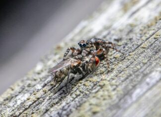 Lentigo Nedir? Ciltteki Lekeler Hakkında Bilmeniz Gerekenler