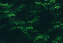 Juniperus Horizontalis Nedir? Bahçeniz İçin Muhteşem Fikirler