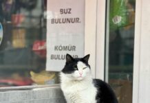 Antrasit Kömür Nedir? Doğal Gücün Sırları ve Faydaları