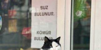 Antrasit Kömür Nedir? Doğal Gücün Sırları ve Faydaları