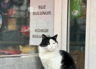 Antrasit Kömür Nedir? Doğal Gücün Sırları ve Faydaları