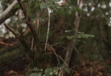 Mersiye Bulmaca İle Zihin Egzersizi: Eğlenceli ve Öğretici!