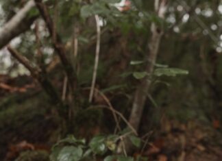 Mersiye Bulmaca İle Zihin Egzersizi: Eğlenceli ve Öğretici!