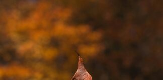 Dişbudak Yapraklı Akçaağaç Nedir? Faydaları ve Bakımı Öğrenin