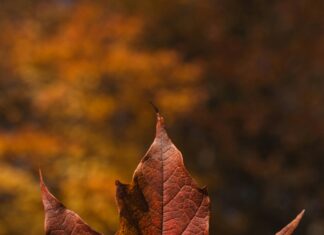 Dişbudak Yapraklı Akçaağaç Nedir? Faydaları ve Bakımı Öğrenin