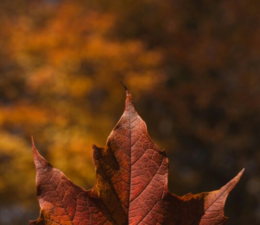 Dişbudak Yapraklı Akçaağaç Nedir? Faydaları ve Bakımı Öğrenin