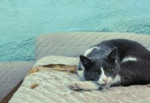 Çember Özellikleri Nelerdir? Merak Edilen Güçlü Detaylar