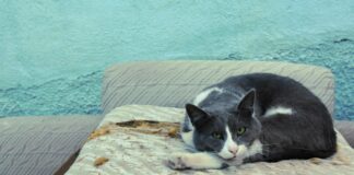 Duy Nedir? Merak Edilenlerin Cevaplarıyla İnceliyoruz