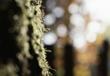 Okçuluk Hakkında Bilgiler: Ustalık İçin Bilmeniz Gereken Sırları