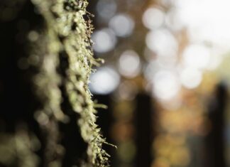 Okçuluk Hakkında Bilgiler: Ustalık İçin Bilmeniz Gereken Sırları