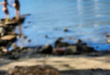 Karafatma Böceği Nedir? Şaşırtıcı Gerçekler ve Etkili Mücadele Yöntemleri