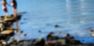 Karafatma Böceği Nedir? Şaşırtıcı Gerçekler ve Etkili Mücadele Yöntemleri