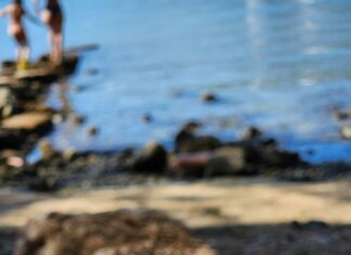 Karafatma Böceği Nedir? Şaşırtıcı Gerçekler ve Etkili Mücadele Yöntemleri