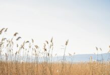 Kuzey Makedonya Üniversiteleri Hakkında Bilmeniz Gereken Şaşırtıcı Gerçekler