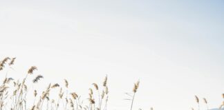 Kuzey Makedonya Üniversiteleri Hakkında Bilmeniz Gereken Şaşırtıcı Gerçekler