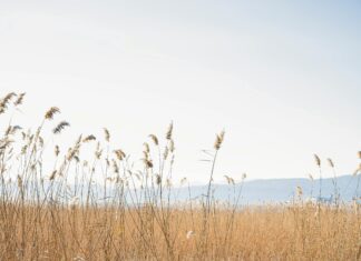 Kuzey Makedonya Üniversiteleri Hakkında Bilmeniz Gereken Şaşırtıcı Gerçekler