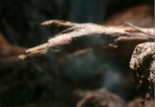 Tarantula Türleri: En Etkileyici ve Merak Uyandıran Türler!