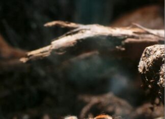 Tarantula Türleri: En Etkileyici ve Merak Uyandıran Türler!