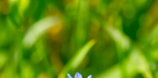 Aslan Ağzı Çiçeği Nedir? Muhteşem Özellikleri ve Bakımı