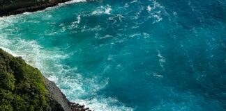 Delibal Balı Nedir? Şaşırtıcı Faydaları ve Doğal Mucizesi