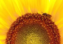 Radyant Isıtıcı Nedir? Sıcaklığınızı Artıracak Etkili Çözümler