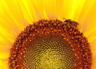 Radyant Isıtıcı Nedir? Sıcaklığınızı Artıracak Etkili Çözümler