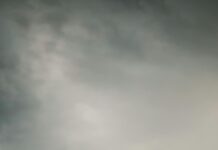 Ulmus Glabra Nedir? Doğanın Gizemli ve Güçlü Ağacı Hakkında