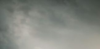 Ulmus Glabra Nedir? Doğanın Gizemli ve Güçlü Ağacı Hakkında