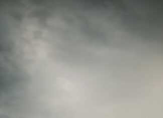 Ulmus Glabra Nedir? Doğanın Gizemli ve Güçlü Ağacı Hakkında