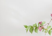 Gijon’da Keşfedilecek Gizli Cennetler ve Sürpriz Duraklar