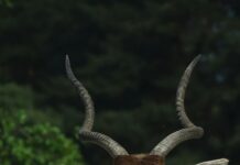 Addax Kaçta Kapanıyor? Merak Edilen Saatleri Keşfedin!