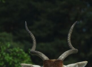 Addax Kaçta Kapanıyor? Merak Edilen Saatleri Keşfedin!