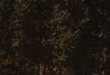 İstinad Duvarı Nedir? Güçlü ve Dayanıklı Yapıların Sırrı