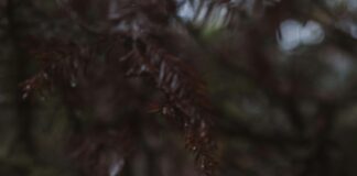 Kırmızı Tonları İle Dekorasyonda Sıcak ve Çarpıcı Fikirler