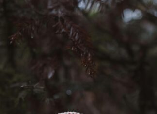 Kırmızı Tonları İle Dekorasyonda Sıcak ve Çarpıcı Fikirler