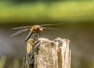Taşdelen Posta Kodu Nedir? Keşfedin ve Avantajlarını Öğrenin