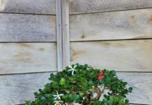 Carissa Grandiflora Natal Plum: Keşfedilmesi Gereken Muhteşem Bitki