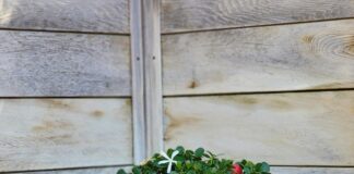 Carissa Grandiflora Natal Plum: Keşfedilmesi Gereken Muhteşem Bitki