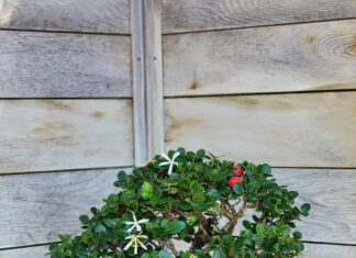 Carissa Grandiflora Natal Plum: Keşfedilmesi Gereken Muhteşem Bitki