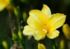 Hemerocallis Nedir? Muhteşem Bahçe Bitkisi Hakkında Bilmeniz Gerekenler
