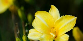 Hemerocallis Nedir? Muhteşem Bahçe Bitkisi Hakkında Bilmeniz Gerekenler