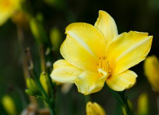 Hemerocallis Nedir? Muhteşem Bahçe Bitkisi Hakkında Bilmeniz Gerekenler