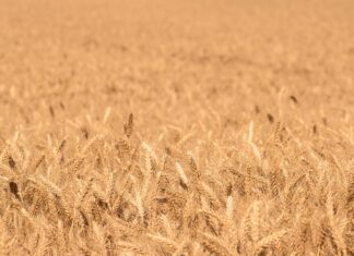 Golden Elma İle Sağlıklı Yaşamın Sırları: Neden Denemelisiniz?